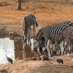 Majete Wildlife Reserve